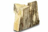 Polished, Petrified Wood (Metasequoia) Stand Up - Oregon #263764-1